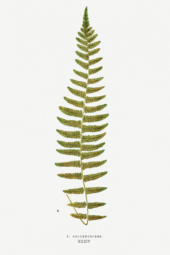 P. Asplenioides fern vintage illustration mockup