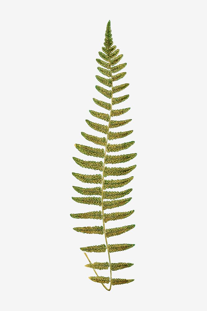 P. Asplenioides fern leaf vector