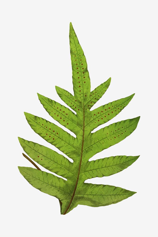 Polypodium Lepidopodum fern leaf vector