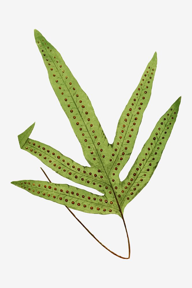 Polypodium Peltideum fern leaf vector