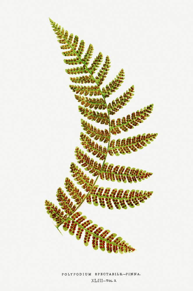 Polypodium Spectabile&ndash;Pinna fern vintage illustration mockup