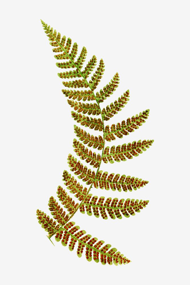 Polypodium Spectabile&ndash;Pinna fern leaf vector