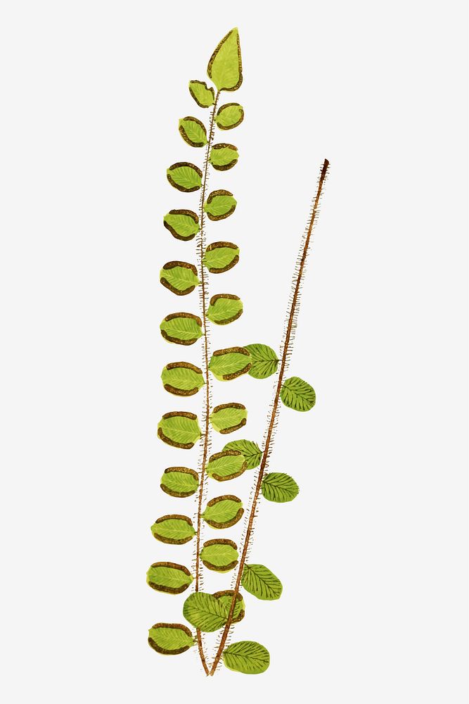 Platyloma Rotundifolia fern leaf vector