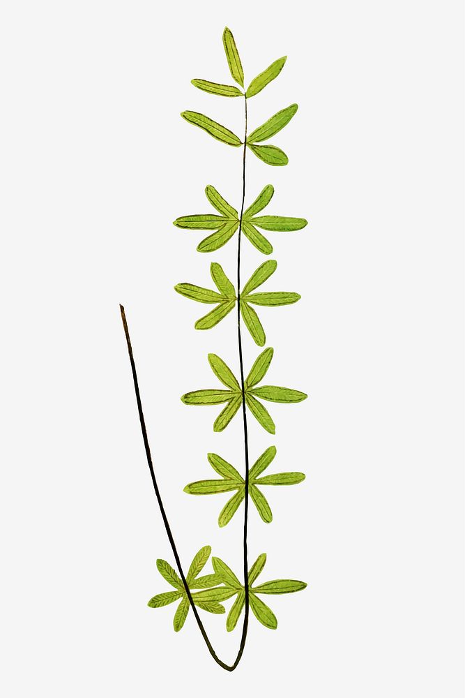 P. Ternifolia fern leaf vector