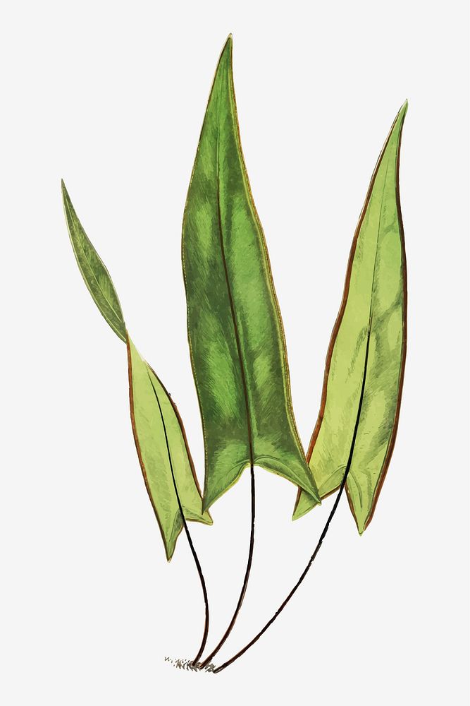 Doryopteris Sagittaefolia fern leaf vector