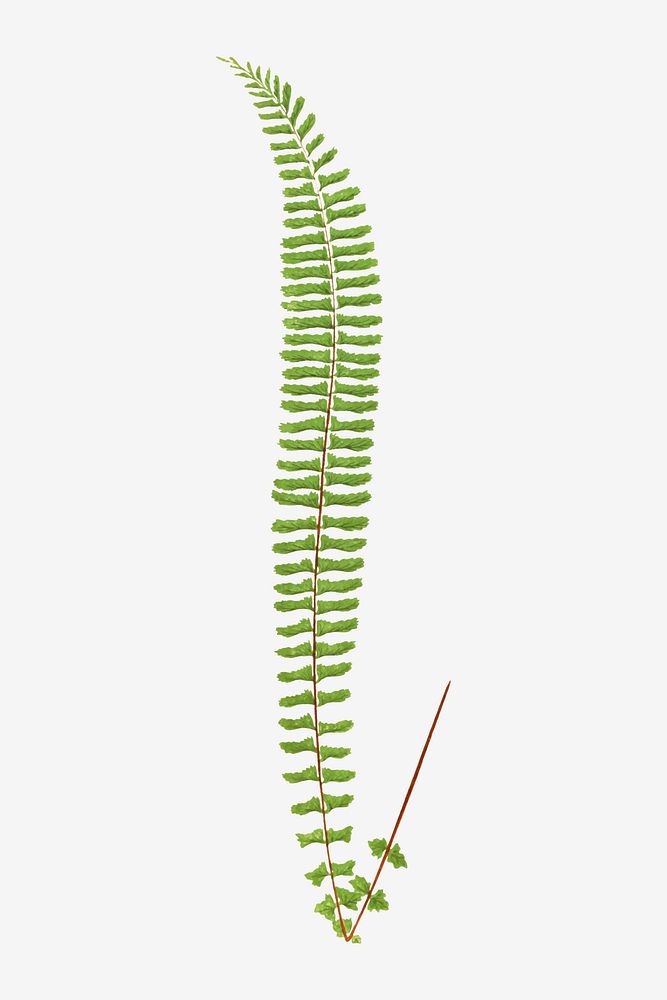 Asplenium Monanthemum fern leaf vector