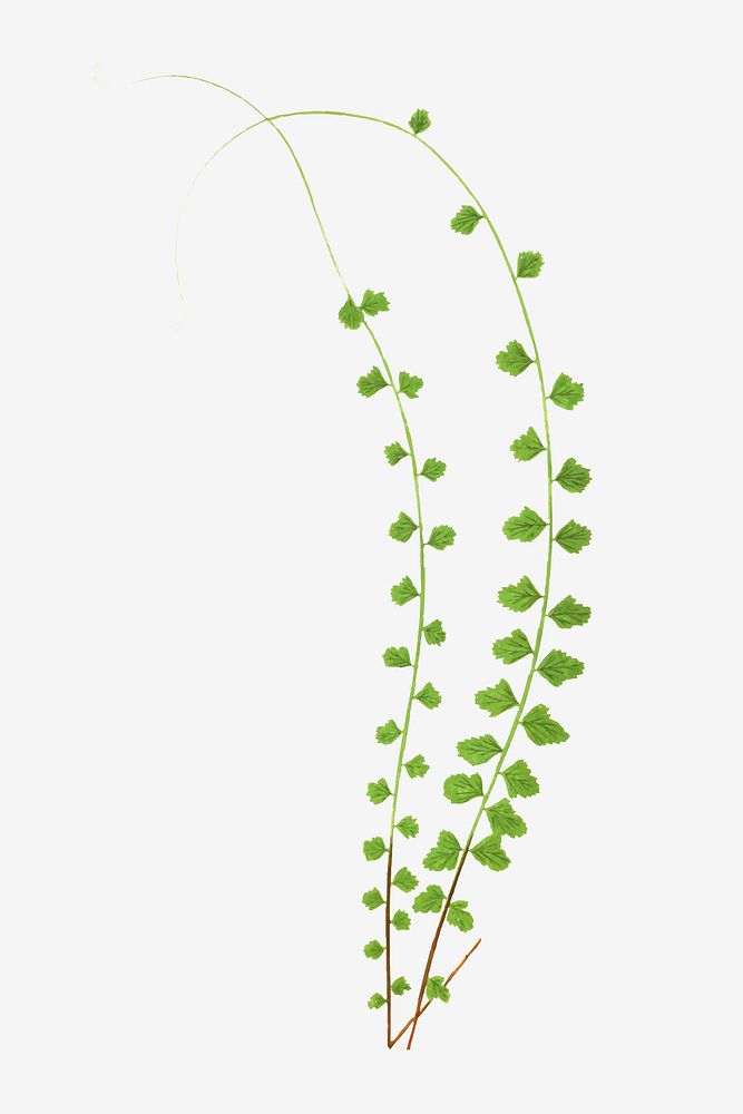 A. Flabellifolium fern leaf vector