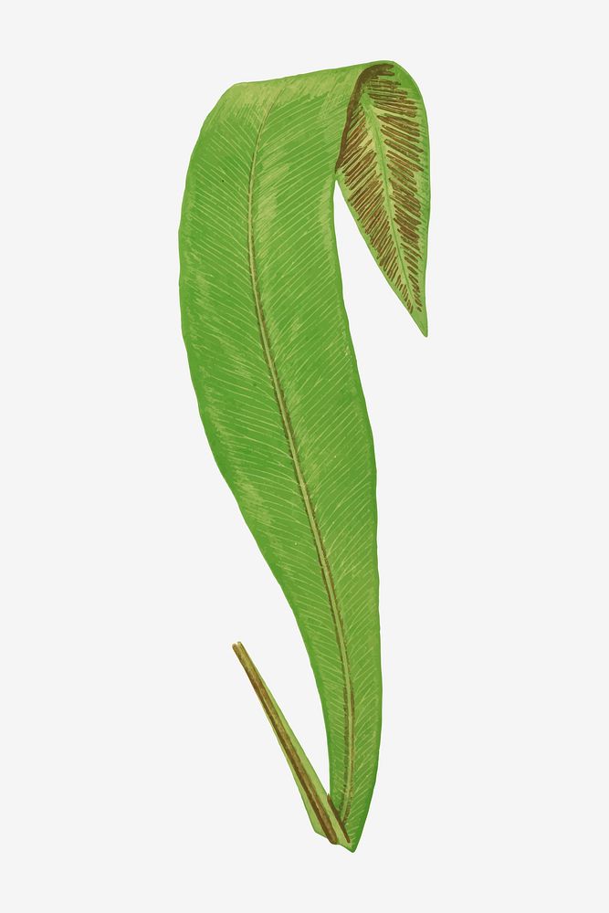 A. Brasiliense fern leaf vector