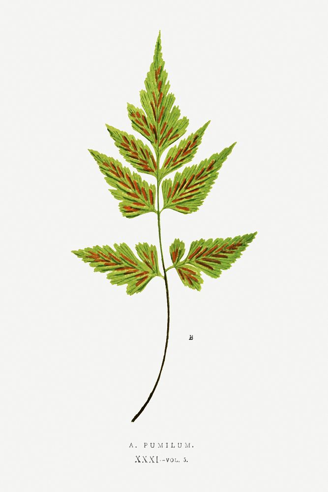 Asplenium pumilum fern vintage illustration mockup
