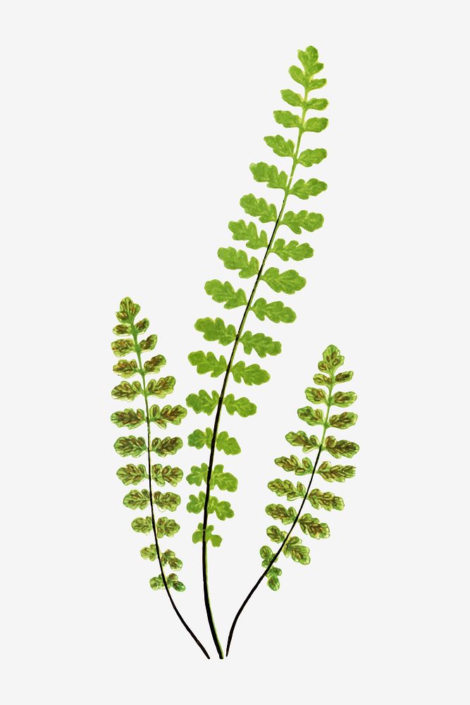 Asplenium Petrarchae fern leaf vector