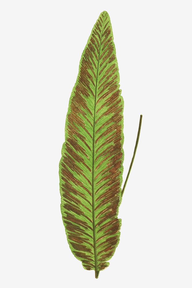 Diplazium Plantagineum fern leaf vector