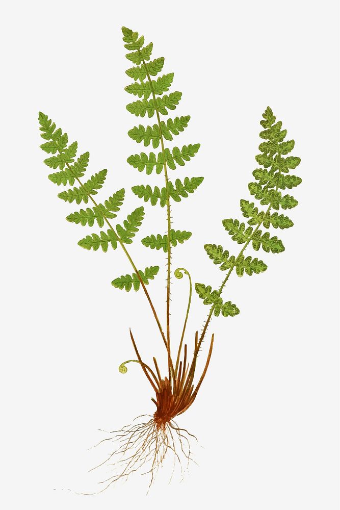 Woodsia Ilvensis (Oblong Woodsia) fern leaf vector