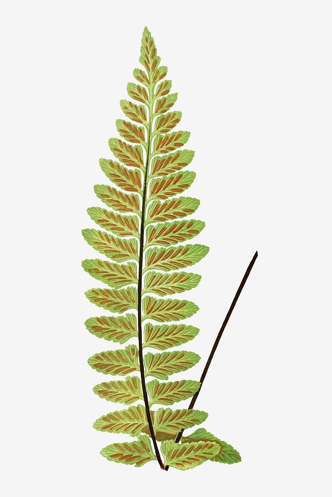 Asplenium Marinum (Sea Spleenwort) fern leaf vector
