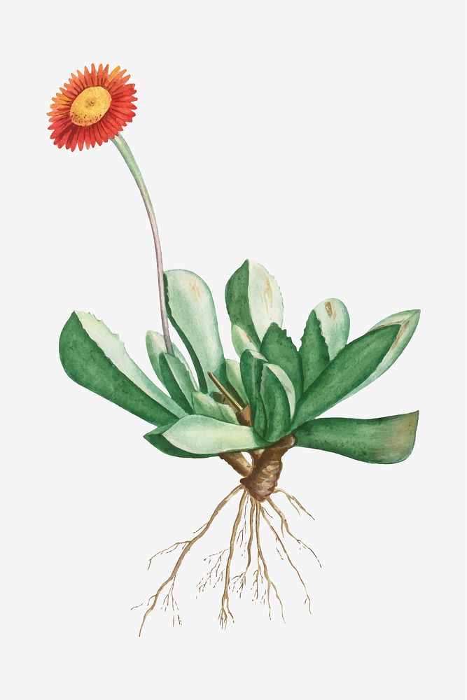 Vintage Mesembryanthemum Caninum vector