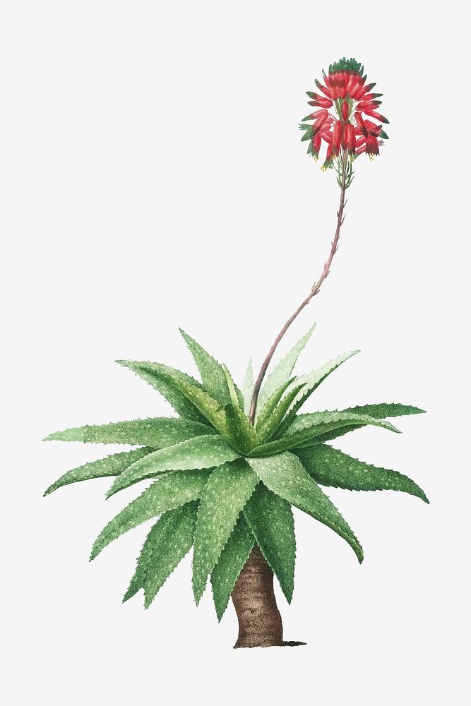 Vintage Aloe Picta vector