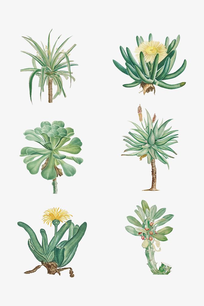 Vector set of succulents and cacti 