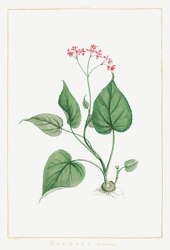 Begonia Erminea illustration poster mockup