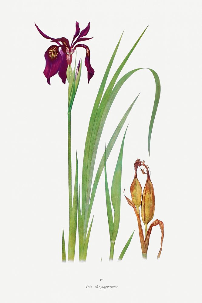 Vintage Iris flower illustration template