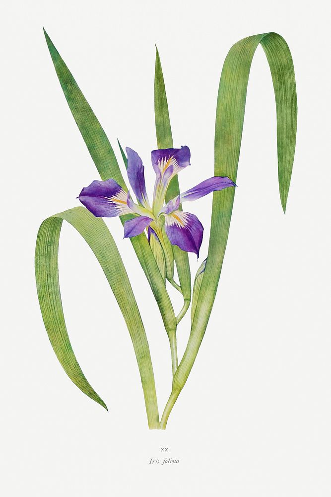 Vintage Iris flower illustration template