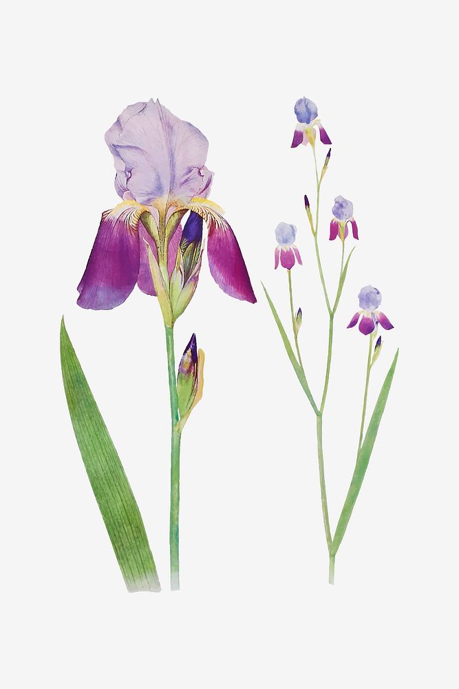 Vintage Iris flower illustration vector