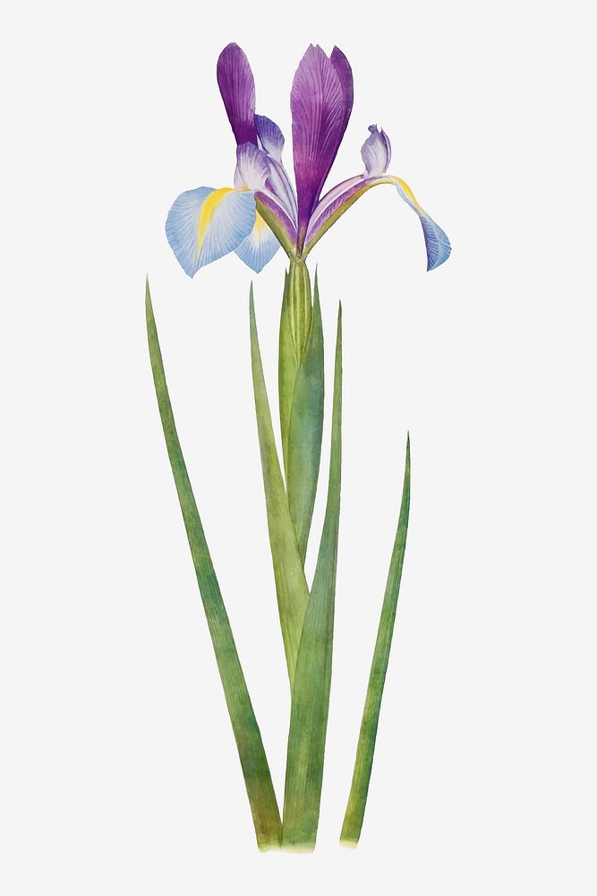 Vintage Iris flower illustration vector