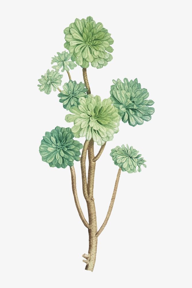 Vintage Sempervivum Arboreum (Tree Houseleek) illustration