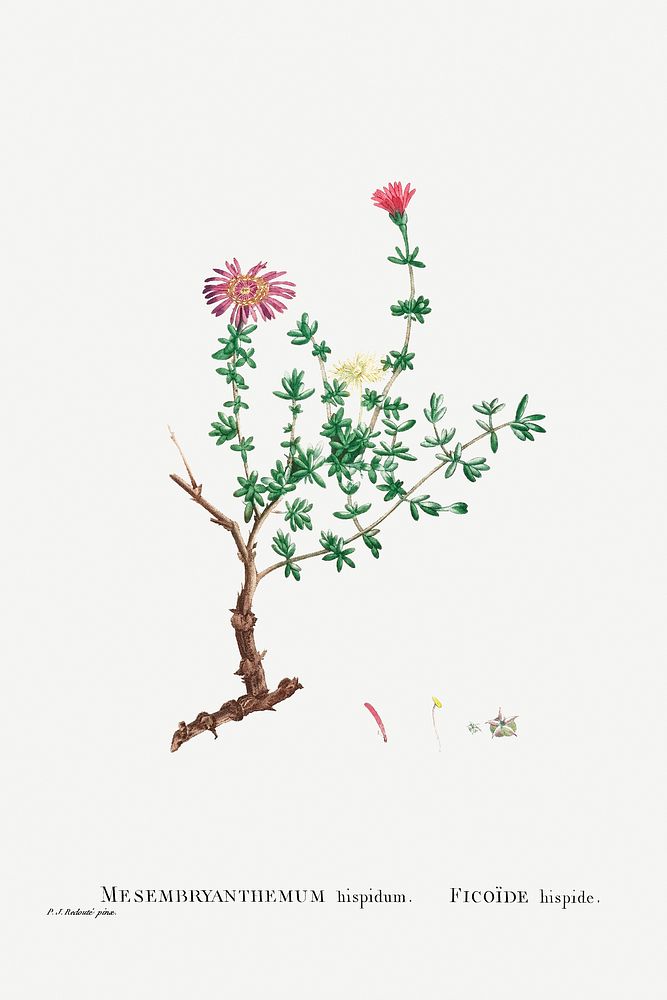 Hand drawn Mesembryanthemum Hispidum (Miniature Pigs Face) illustration