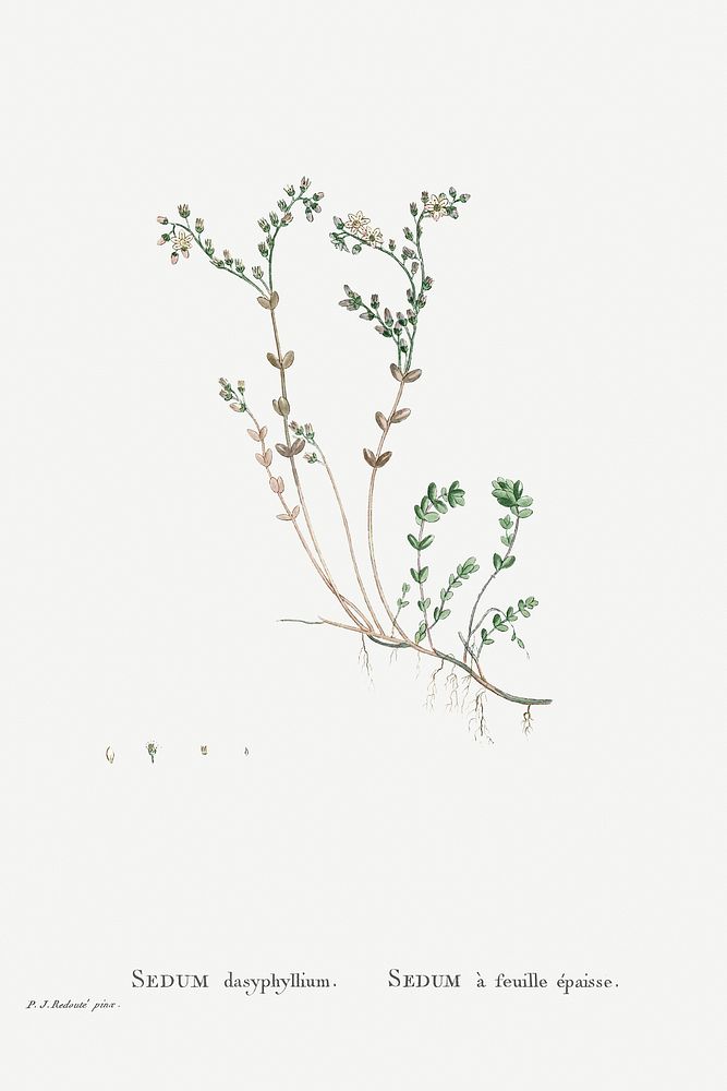 Hand drawn Sedum Dasyphyllum (Corsican Stonecrop) illustration