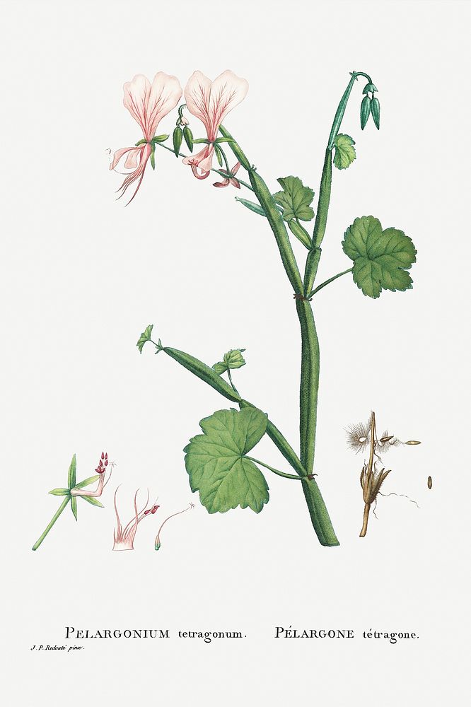Hand drawn Pelargonium Tetragonum (Square&ndash;Stemmed Pelargonium) illustration