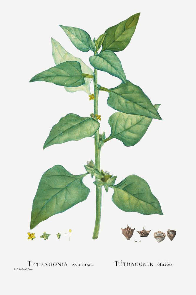 Hand drawn Tetragonia Expansa (New Zealand Spinach) illustration