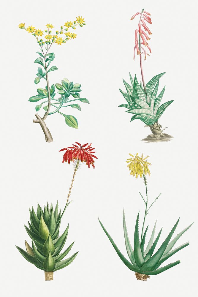 Hand drawn cactus and succulent illustration set