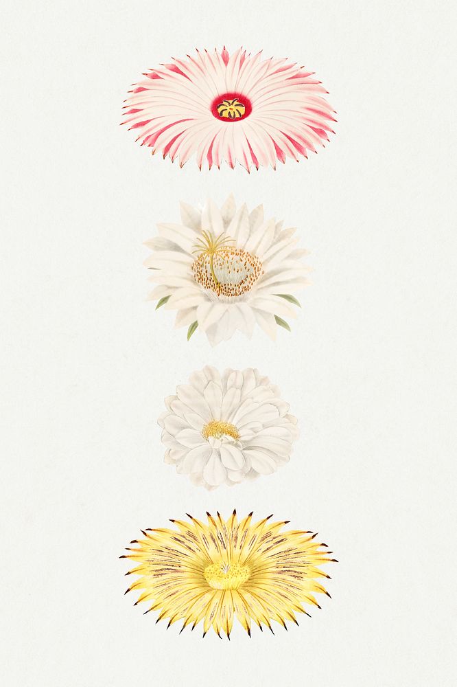 Vintage cactus flower illustration set