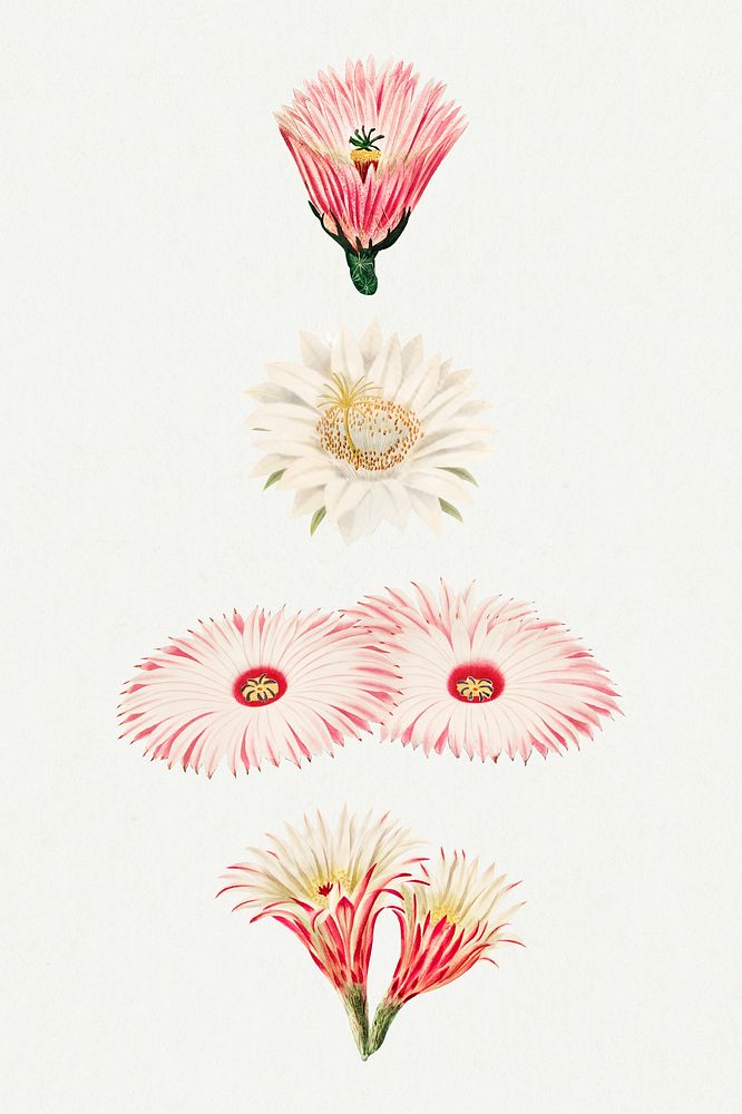 Vintage cactus flower illustration set