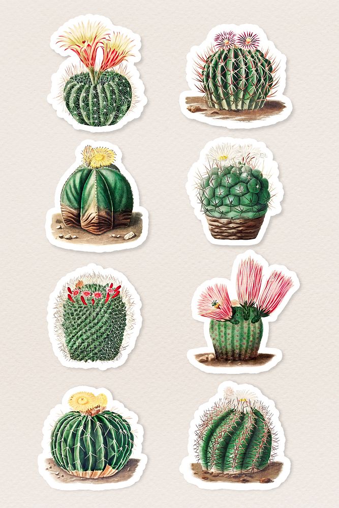 Vintage cactus sticker collection