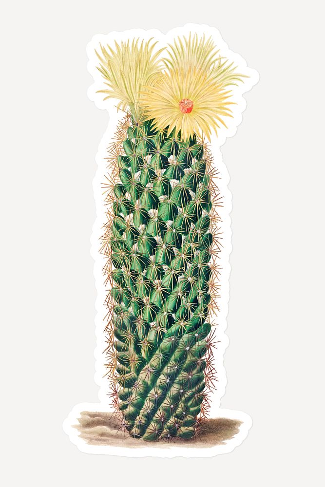 Vintage hedgehog cactus sticker with white border