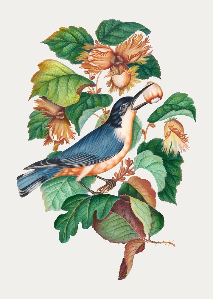 Bird, hazelnut plant sticker, vintage illustration vector, remixed from artworks by James Bolton