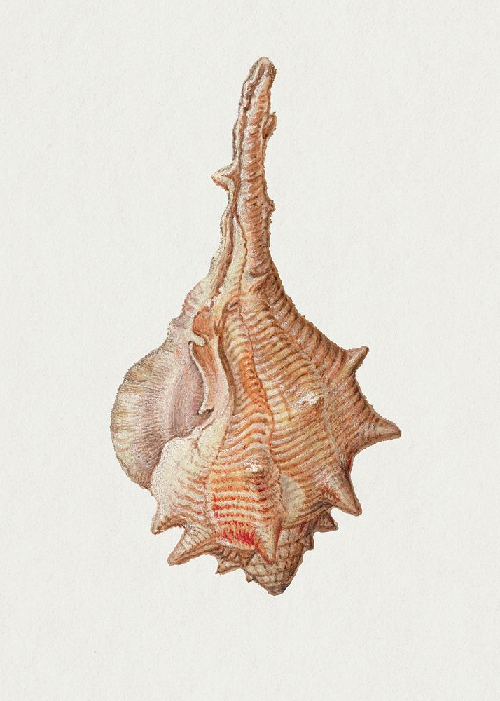 Vintage lightning whelk shell marine life psd