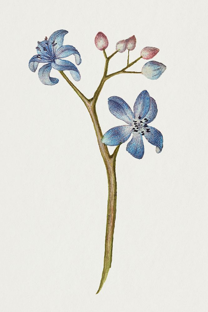 Forget-me-not flower psd hand drawn