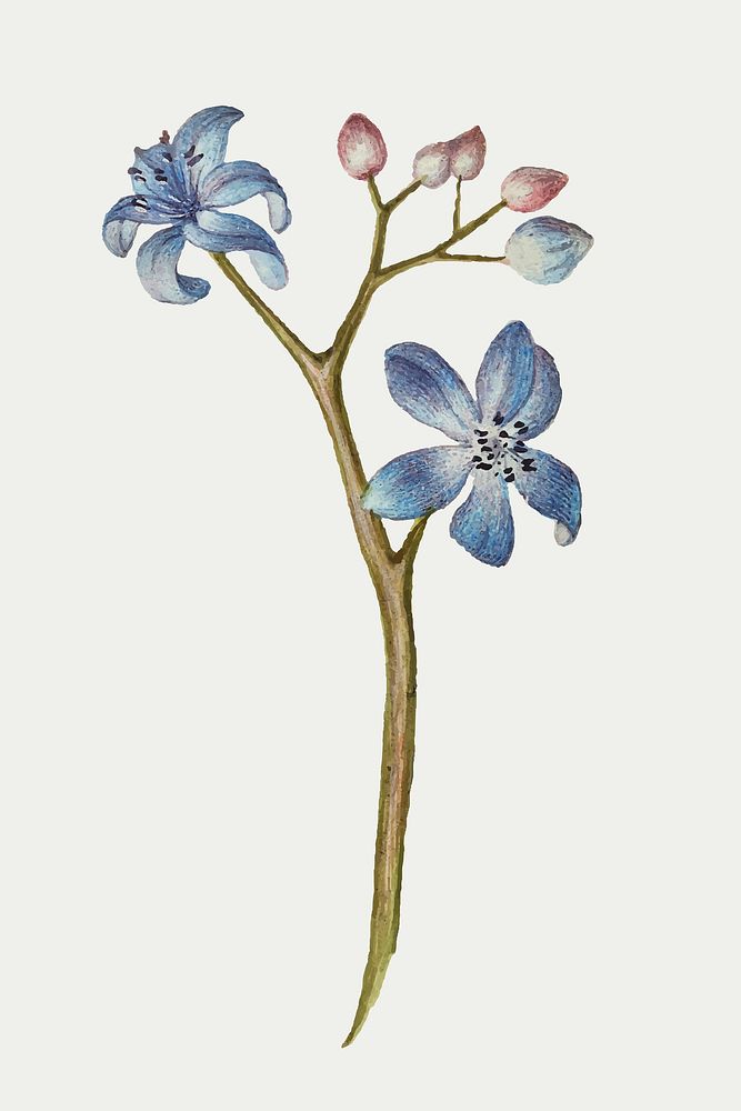 Forget-me-not flower vector hand drawn