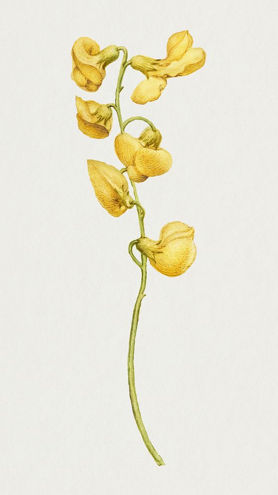 Hand drawn bladder senna flower