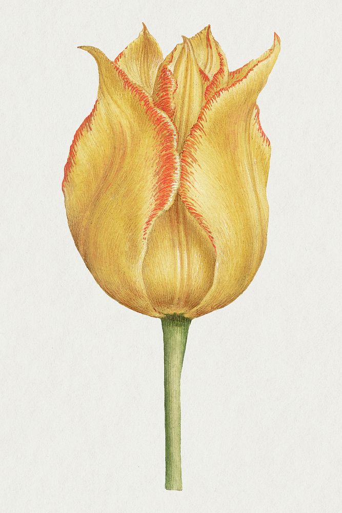 Blooming yellow tulip flower hand drawn