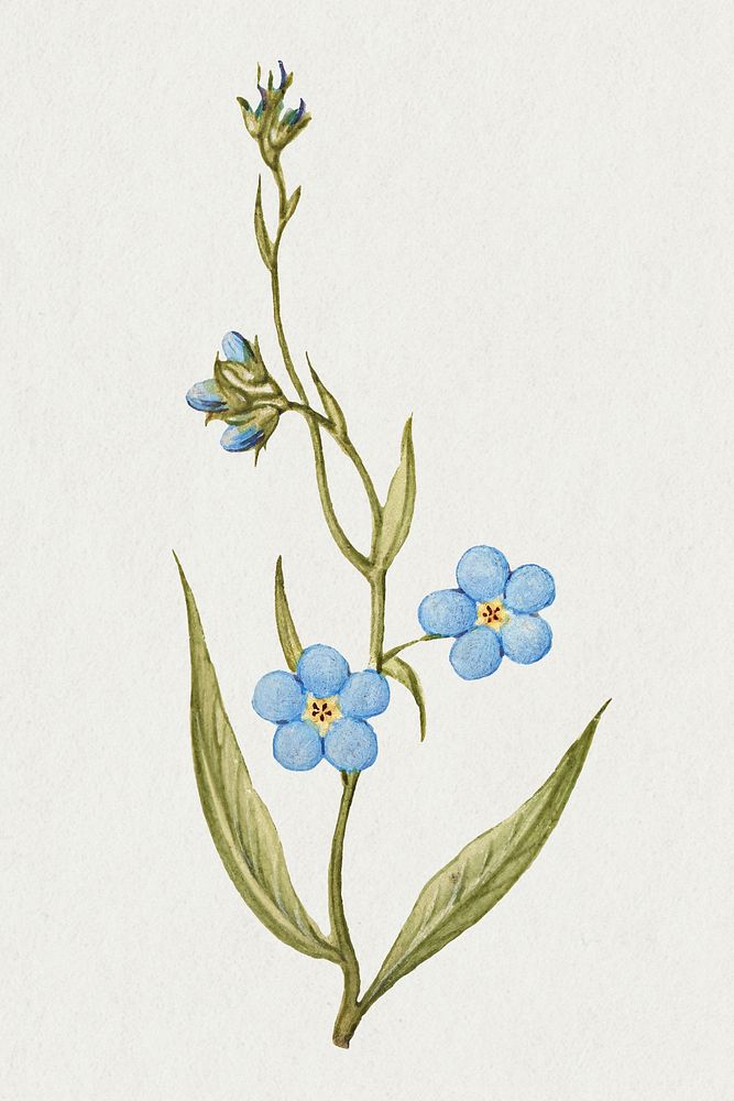 Forget me not flower psd hand drawn