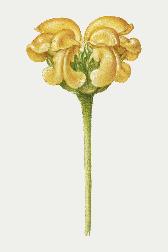 Yellow Jerusalem sage flower vector botanical illustration