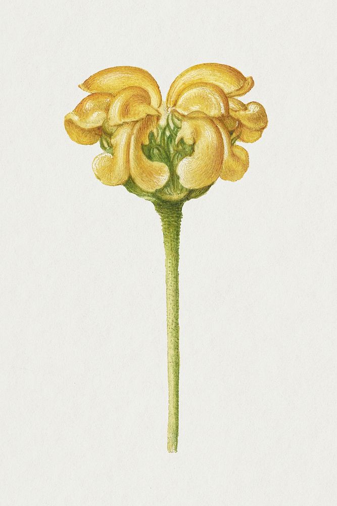 Yellow Jerusalem sage flower botanical illustration