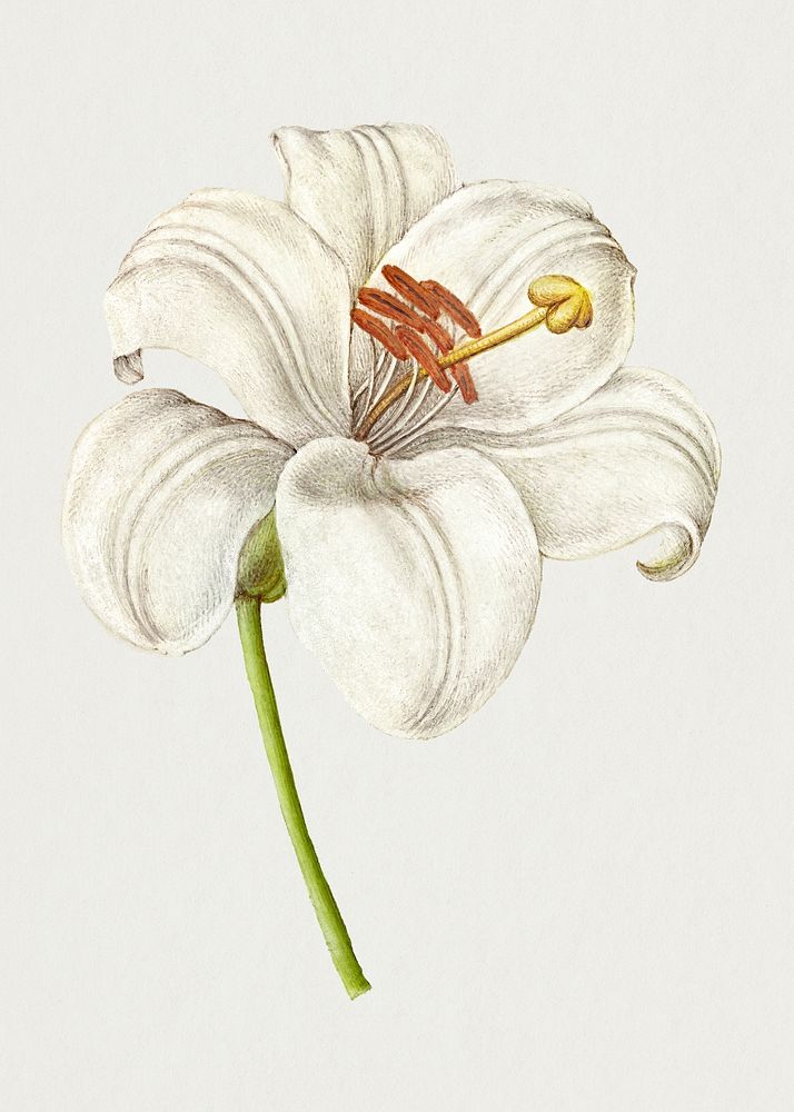 Vintage white lily blooming illustration sticker