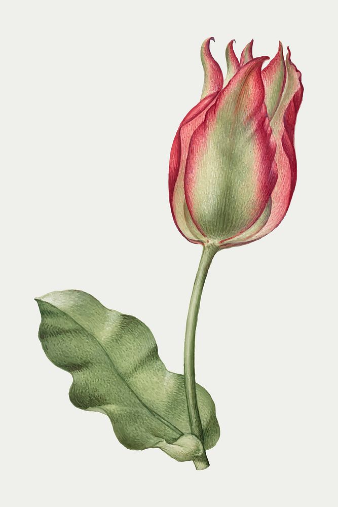 Tulip vector spring flower botanical vintage illustration