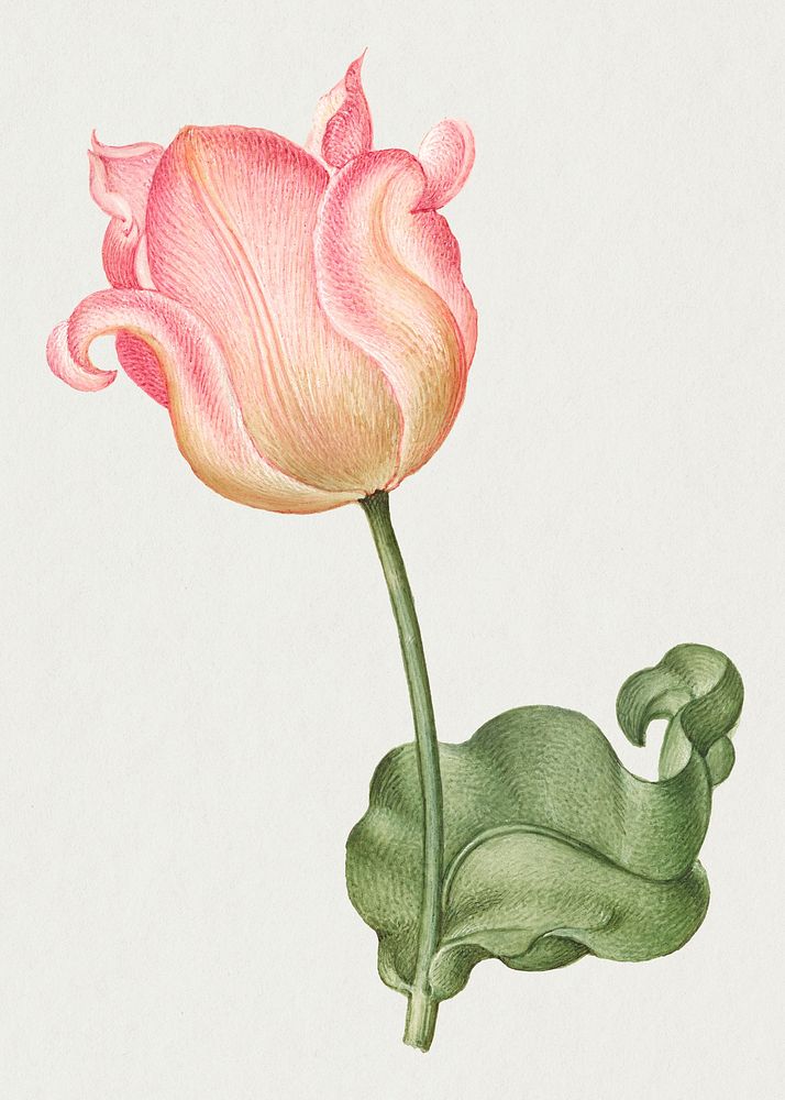 Tulip spring flower botanical vintage illustration