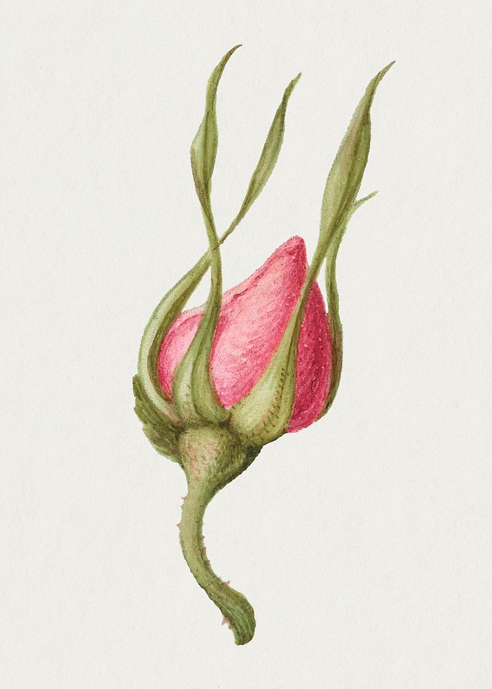 Pink rose flower psd botanical illustration