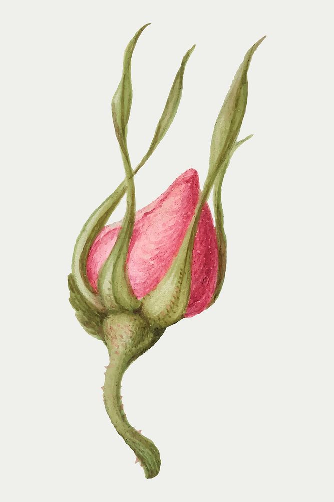 Pink rose flower vector botanical illustration