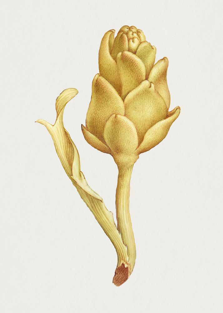 Vintage yellow artichoke hand drawn
